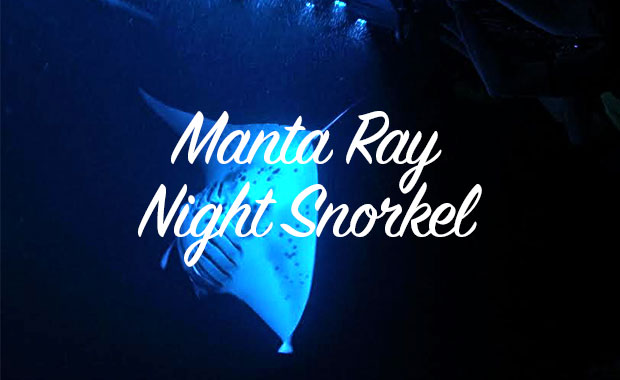 Manta Ray Night Snorkel